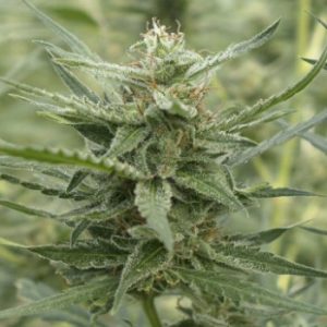 AK-107 (710 Genetics Seeds)