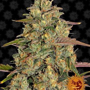 Barneys Farm Amnesia Lemon